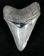 Beautiful Megalodon Tooth - Venice, Florida #21599-1